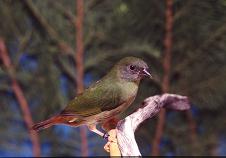 Dreifarbige Papageienamadine Jungvogel